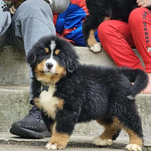 Duke, Bernese Mountain Dog Puppy